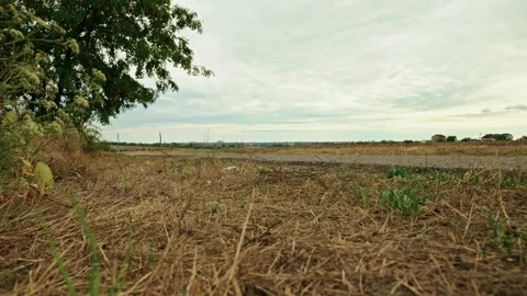 Locust Tree Growing beside Rural Country Road 2 Stock Footage 346701270