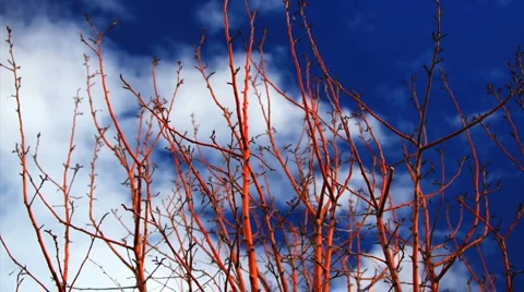 Locust tree illuminated by the sun time-lapse Stock Footage