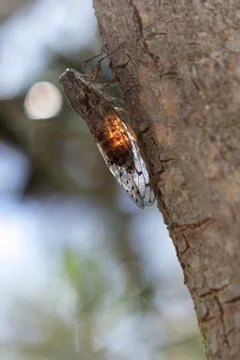 Locust on the tree Stock Photos