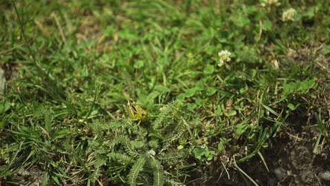 Locust in wild nature Stock Footage 141952230