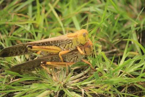 Locusta Migratoria Foto stock