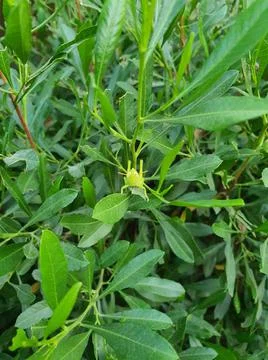 Locuste is changing its skin inside a green plant Foto stock