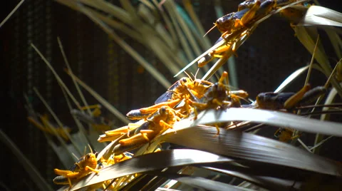 Locusts and vegetation Stock Footage 66205843