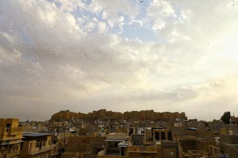 Locusts attack Stock Photos