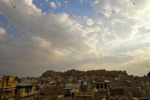 Locusts attack Stock Photos
