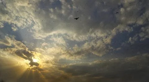 Locusts attack Stock Photos