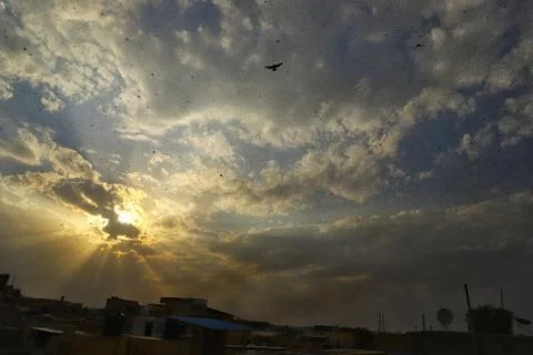 Locusts attack Stock Photos