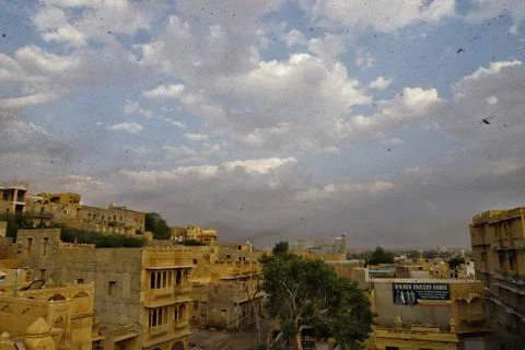 Locusts attack Stock Photos