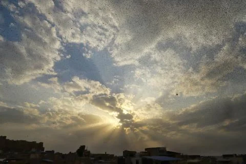 Locusts attack Stock Photos