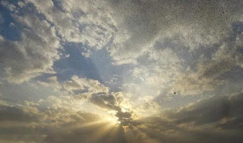 Locusts attack Stock Photos