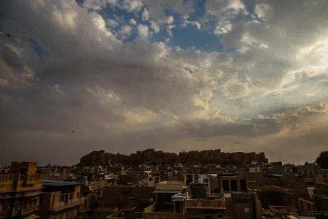 Locusts attack Stock Photos