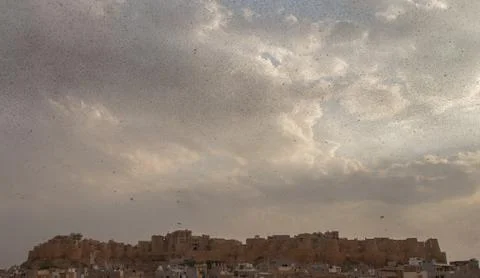 Locusts attack Stock Photos