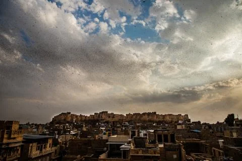 Locusts attack Stock Photos