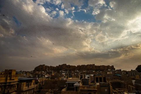 Locusts attack Stock Photos