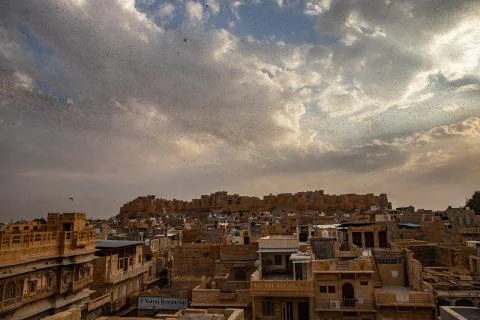 Locusts attack Stock Photos