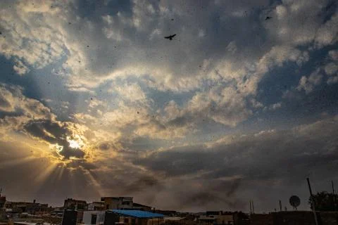 Locusts attack Stock Photos