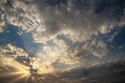 Locusts attack Stock Photos