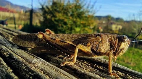 Locusts basking in sunlight perches on weathered log amidst vast meadow under Stock Footage 326813069