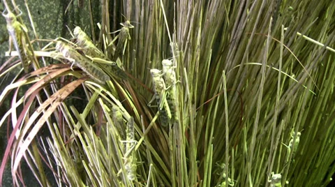 Locusts in captivity Stock Footage 28555472