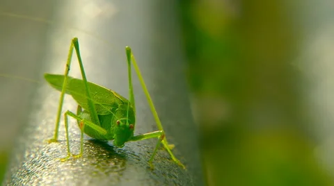 Locusts crawl through the pipe Видео 59751826