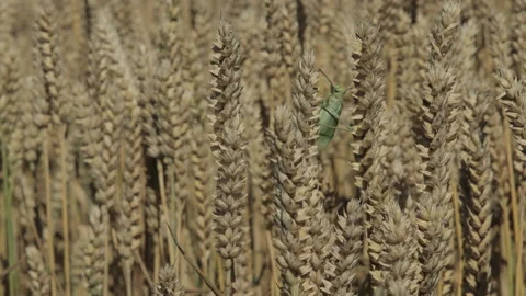 Locusts on the ears. Stock Footage 86528268