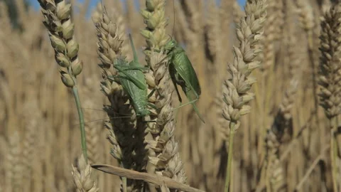 Locusts on the ears. Video stock 86528385