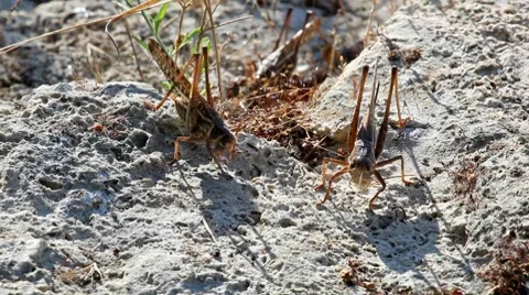 Locusts eat bread crumbs Stock Footage 8835566