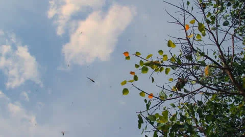 Locusts Video stock 24691792