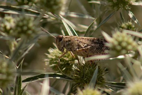The locust's gaze Stock Photos