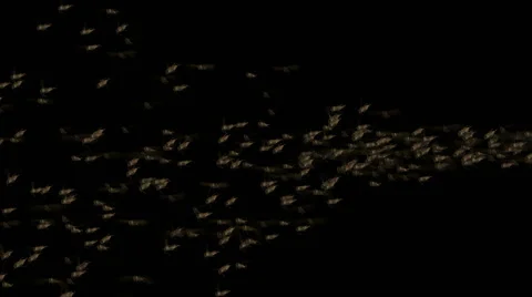 Locusts pests background,worms insects flies breeding disasters backdrop. Stock Footage 47921897