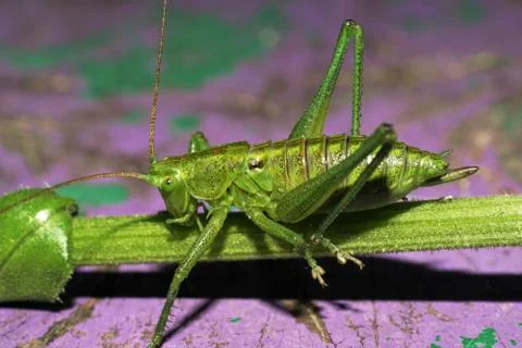 Locusts. Stock Photos