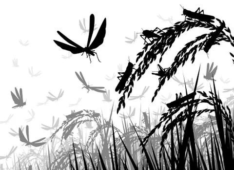 Locusts on rice Illustrazione stock