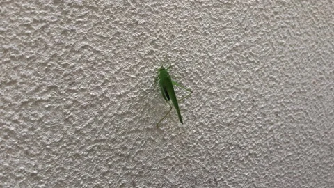 Locusts slowly creeping up a steep wall Stock Footage 131390476