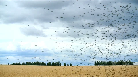 Locusts swarm get down on a wheat field Stock Footage 147971277