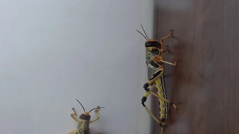 Locusts on wall of vivarium Stock Footage 85186138