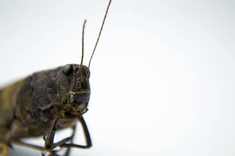 Locusts on a white background, an article about the protection of crops in Stock Photos