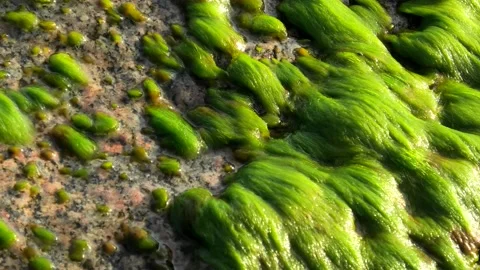 Löderup, Skåne, Sweden, Baltic Sea Stock Footage 219819954