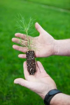 Lodge pole pine seedling Foto stock