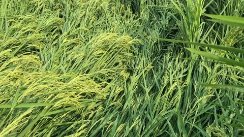 Lodged Paddy Crop Damaged by Wind and Storm in Agricultural Field Video Stock Footage 344105179