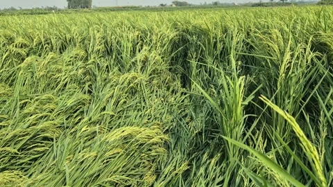 Lodged Paddy Crop Damaged by Wind and Storm in Agricultural Field Video Stock Footage 344105325