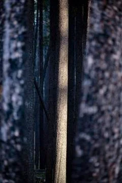 Lodgepole Pine Canada Stock Photos