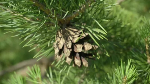 Lodgepole Pinecone attached to a branch with lush green pine needles surrounding Stock Footage 337374475