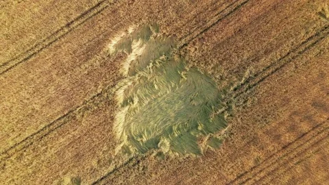 Lodging spot in the middle of the wheat barley field. Aerial sunrise shot. Stock Footage 170140024