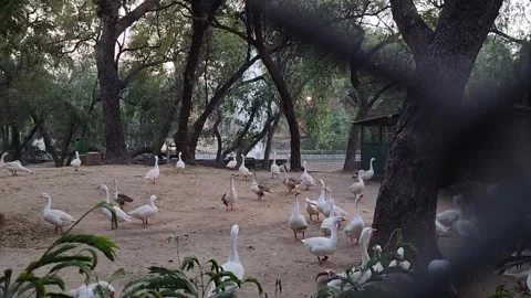Lodhi Garden Bird Stock Footage 285908313