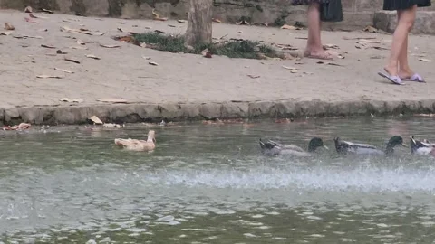 Lodhi Gardens Pond Stock Footage 285908201