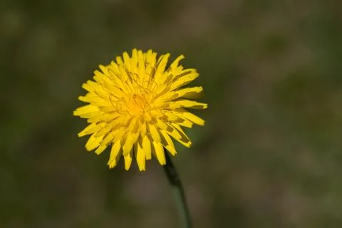 Loewenzahn-dandelion Stock Photos