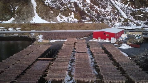 Lofoten salt cod Tradition: Aerial of cod drying, red fishing warehouse, Norway Vídeos de archivo 246401014