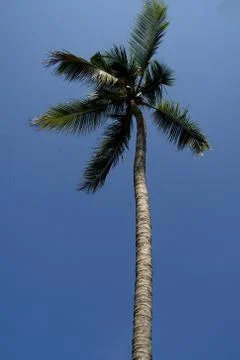 Lofty Coconut Tree against Sky Stock Photos