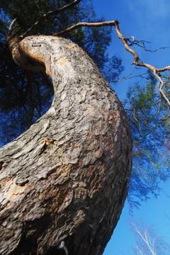 Lofty curved pine-tree against blue sky Foto stock
