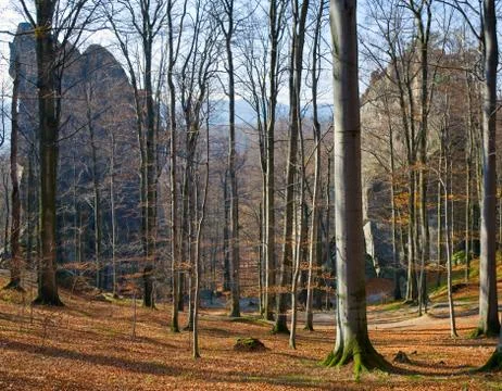 Lofty stones in forest Stock Photos